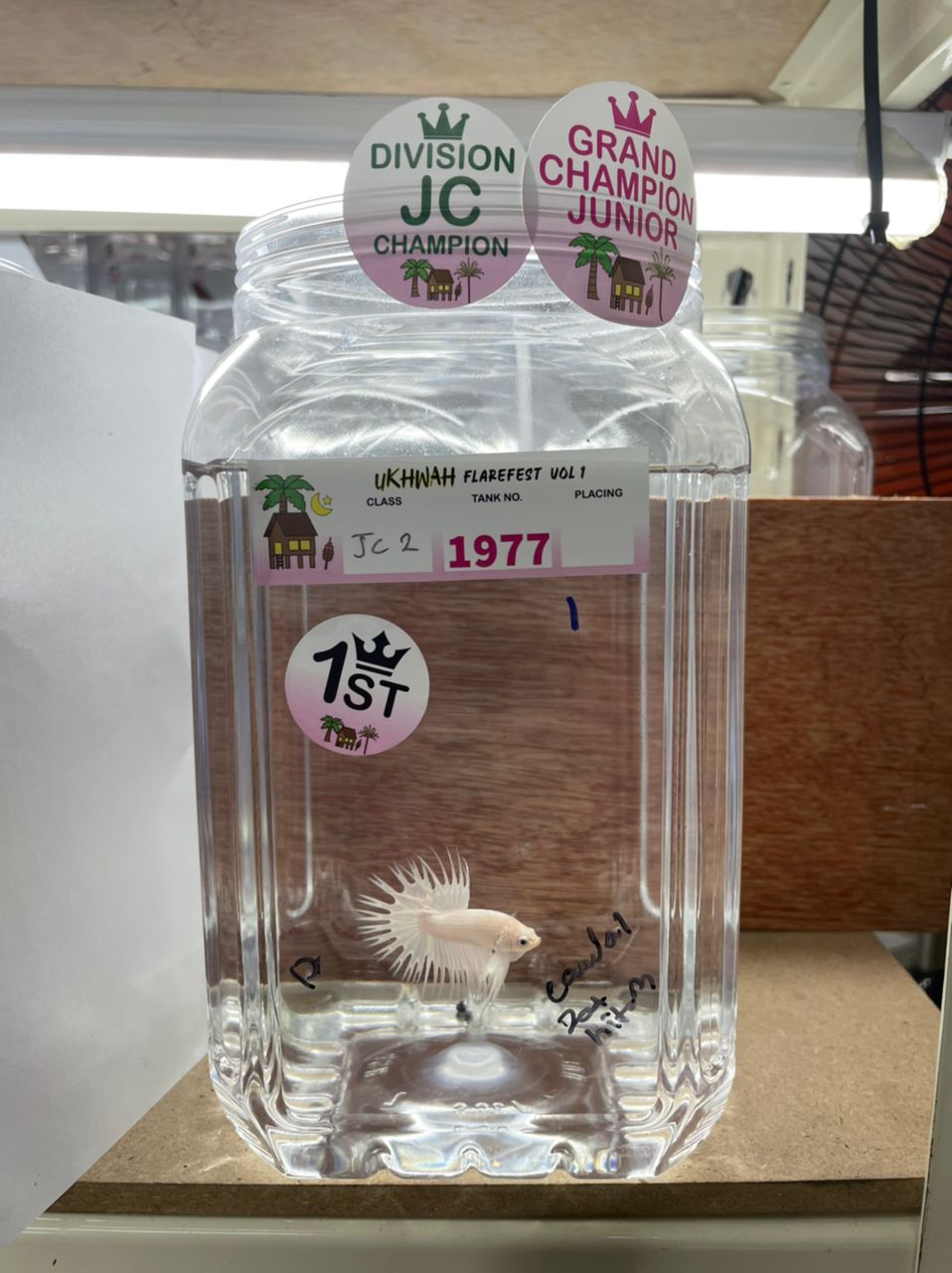 betta